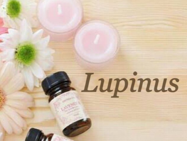 Lupinus（ルピナス）
